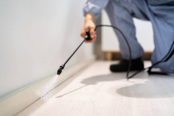 Licensed Wasp Removal service in Collinsburg, PA - Show Me Pest Control